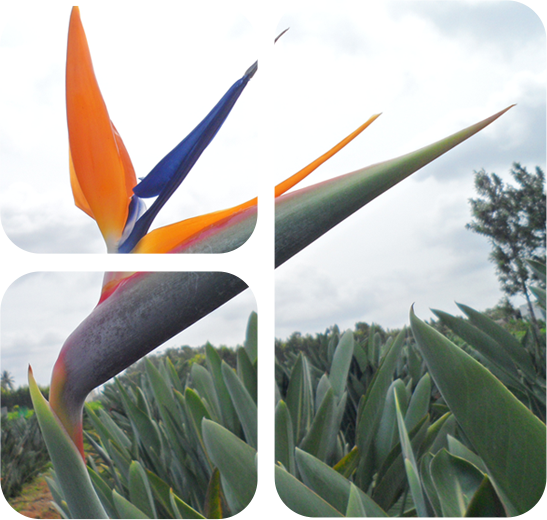 About inner Section Image