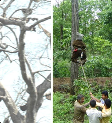 Organic Certification of Wild-Harvest Products 