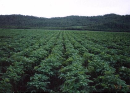 Small holder Group Certification Procedures (Tamil) 